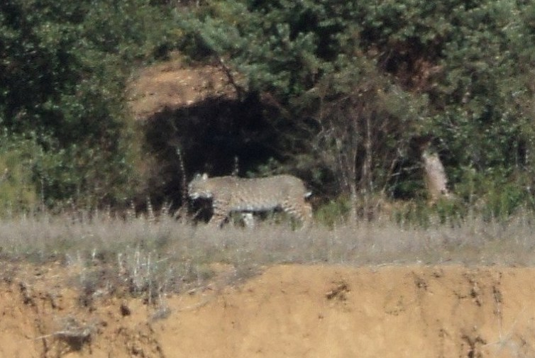 lower sac bobcat